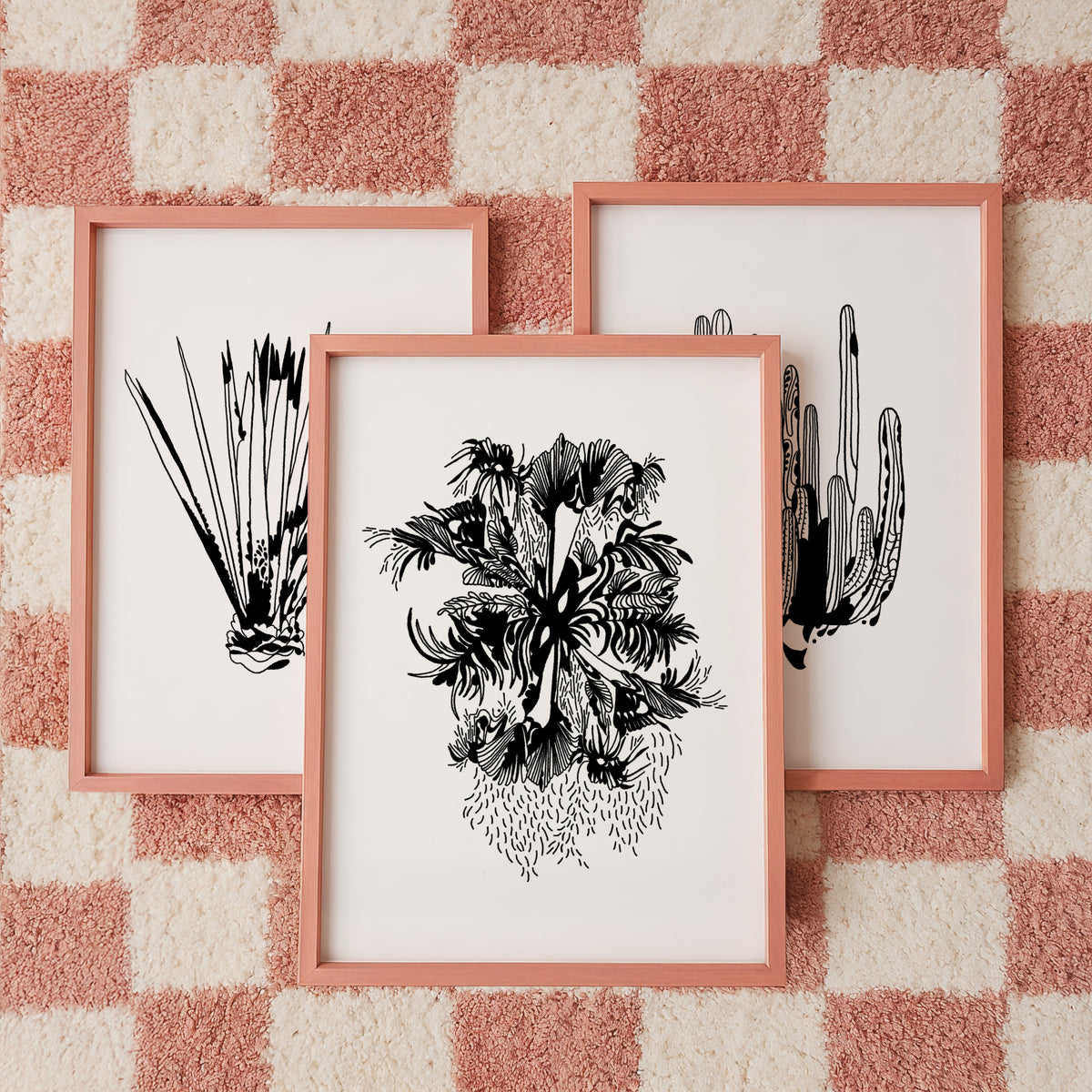 Baja Plants